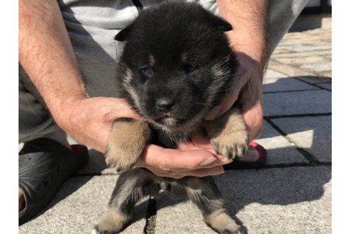 成約済の長崎県の柴犬-58892の3枚目